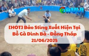[HOT] Bảo Sting Xuất Hiện Tại Bồ Gà Dinh Bà - Đồng Tháp 21/06/2025