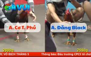 Trận 8 CPC5 27/06/2025 - Anh Đăng Black Vs Anh Cơ Tân Phú